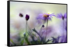 Swaying in the Summer Night II-Heidi Westum-Framed Stretched Canvas