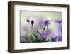 Swaying in the Summer Night II-Heidi Westum-Framed Photographic Print