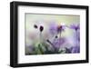 Swaying in the Summer Night II-Heidi Westum-Framed Photographic Print