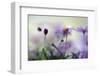 Swaying in the Summer Night II-Heidi Westum-Framed Photographic Print