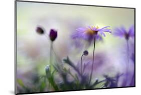 Swaying in the Summer Night II-Heidi Westum-Mounted Photographic Print