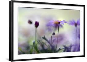 Swaying in the Summer Night II-Heidi Westum-Framed Photographic Print