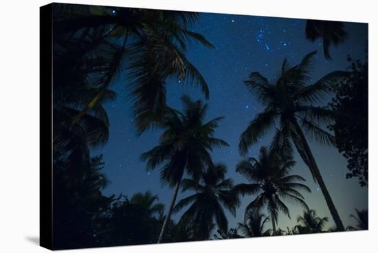 Swaying palm fronds and stars at Palomino on the Carribean coast of Colombia, South America-Alex Treadway-Stretched Canvas