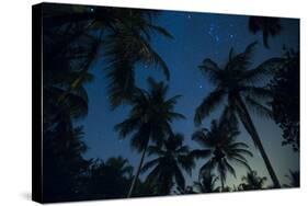 Swaying palm fronds and stars at Palomino on the Carribean coast of Colombia, South America-Alex Treadway-Stretched Canvas