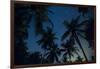 Swaying palm fronds and stars at Palomino on the Carribean coast of Colombia, South America-Alex Treadway-Framed Photographic Print