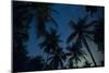 Swaying palm fronds and stars at Palomino on the Carribean coast of Colombia, South America-Alex Treadway-Mounted Photographic Print