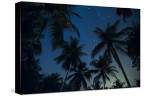 Swaying palm fronds and stars at Palomino on the Carribean coast of Colombia, South America-Alex Treadway-Stretched Canvas