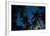 Swaying palm fronds and stars at Palomino on the Carribean coast of Colombia, South America-Alex Treadway-Framed Photographic Print