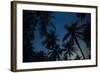 Swaying palm fronds and stars at Palomino on the Carribean coast of Colombia, South America-Alex Treadway-Framed Photographic Print