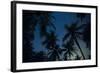 Swaying palm fronds and stars at Palomino on the Carribean coast of Colombia, South America-Alex Treadway-Framed Photographic Print