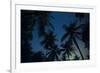 Swaying palm fronds and stars at Palomino on the Carribean coast of Colombia, South America-Alex Treadway-Framed Photographic Print