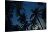 Swaying palm fronds and stars at Palomino on the Carribean coast of Colombia, South America-Alex Treadway-Stretched Canvas