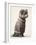 Sweater Shih Tzu-Sasha-Framed Giclee Print