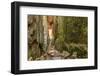 Sweden, Bohuslan Province. Path through wedged rocks near Uddevalla.-Emily Wilson-Framed Photographic Print