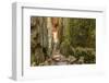 Sweden, Bohuslan Province. Path through wedged rocks near Uddevalla.-Emily Wilson-Framed Photographic Print