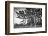 Sweden, Bohuslan, Salto Island, coastal trees-Walter Bibikow-Framed Photographic Print