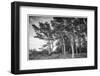 Sweden, Bohuslan, Salto Island, coastal trees-Walter Bibikow-Framed Photographic Print