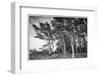 Sweden, Bohuslan, Salto Island, coastal trees-Walter Bibikow-Framed Photographic Print