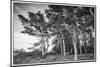 Sweden, Bohuslan, Salto Island, coastal trees-Walter Bibikow-Mounted Photographic Print