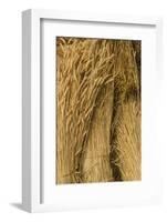 Sweden, Bohuslan, Tanumshede, cut wheat-Walter Bibikow-Framed Photographic Print