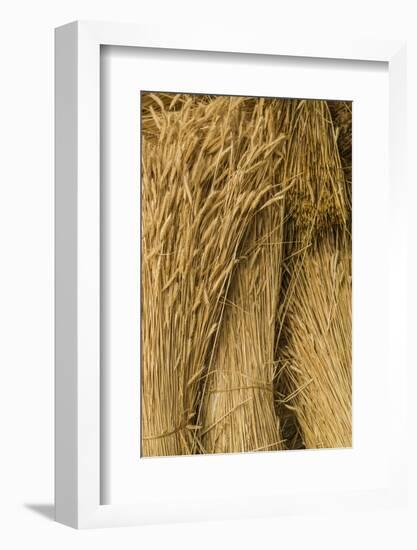 Sweden, Bohuslan, Tanumshede, cut wheat-Walter Bibikow-Framed Photographic Print