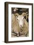Sweden, Bohuslan, Tanumshede, goat-Walter Bibikow-Framed Photographic Print