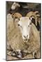 Sweden, Bohuslan, Tanumshede, goat-Walter Bibikow-Mounted Photographic Print