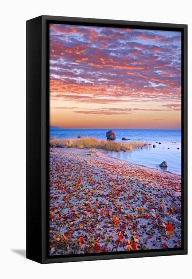 Sweden, Fall by the Hano Bay, Red Autumn Leaves on the Sandy Beach, Red Morning Sky, Baltic Beach-K. Schlierbach-Framed Stretched Canvas
