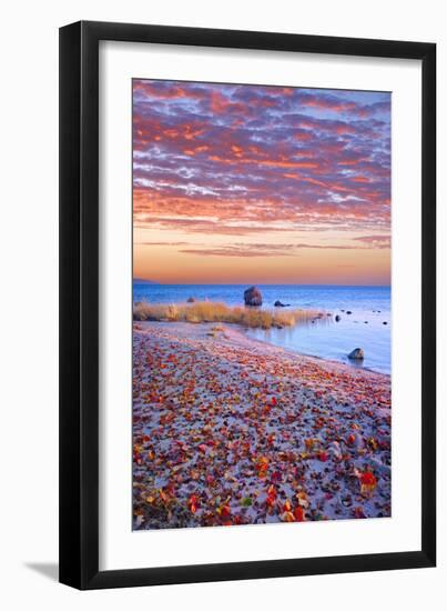 Sweden, Fall by the Hano Bay, Red Autumn Leaves on the Sandy Beach, Red Morning Sky, Baltic Beach-K. Schlierbach-Framed Photographic Print
