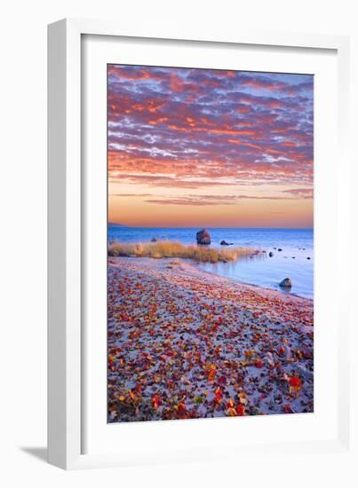 Sweden, Fall by the Hano Bay, Red Autumn Leaves on the Sandy Beach, Red Morning Sky, Baltic Beach-K. Schlierbach-Framed Photographic Print