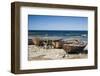 Sweden, Faro Island, Kursviken, coastal farmers fishing boats-Walter Bibikow-Framed Photographic Print