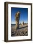 Sweden, Faro Island, Langhammars Area, Langhammar coastal limestone rauk rock, sunset-Walter Bibikow-Framed Photographic Print