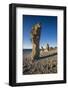 Sweden, Faro Island, Langhammars Area, Langhammar coastal limestone rauk rock, sunset-Walter Bibikow-Framed Photographic Print