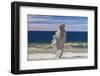 Sweden, Faro Island, Langhammars Area, Langhammar coastal limestone rauk rock-Walter Bibikow-Framed Photographic Print