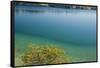 Sweden, Gotland Island, Labro, Bla Lagunen, Blue Lagoon, natural swimming area-Walter Bibikow-Framed Stretched Canvas