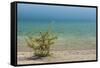 Sweden, Gotland Island, Labro, Bla Lagunen, Blue Lagoon, natural swimming area-Walter Bibikow-Framed Stretched Canvas