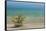 Sweden, Gotland Island, Labro, Bla Lagunen, Blue Lagoon, natural swimming area-Walter Bibikow-Framed Stretched Canvas