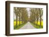 Sweden, Gotland Island, Romakloster, country road with yellow springtime flowers-Walter Bibikow-Framed Photographic Print