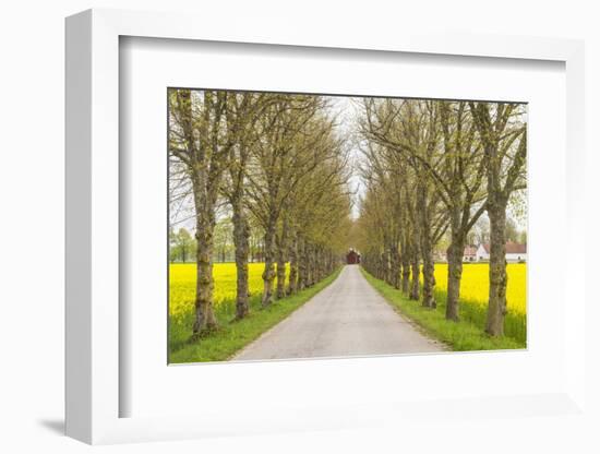 Sweden, Gotland Island, Romakloster, country road with yellow springtime flowers-Walter Bibikow-Framed Photographic Print