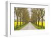 Sweden, Gotland Island, Romakloster, country road with yellow springtime flowers-Walter Bibikow-Framed Photographic Print