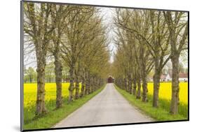 Sweden, Gotland Island, Romakloster, country road with yellow springtime flowers-Walter Bibikow-Mounted Photographic Print