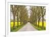 Sweden, Gotland Island, Romakloster, country road with yellow springtime flowers-Walter Bibikow-Framed Photographic Print