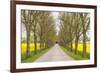 Sweden, Gotland Island, Romakloster, country road with yellow springtime flowers-Walter Bibikow-Framed Photographic Print