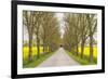 Sweden, Gotland Island, Romakloster, country road with yellow springtime flowers-Walter Bibikow-Framed Photographic Print