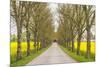 Sweden, Gotland Island, Romakloster, country road with yellow springtime flowers-Walter Bibikow-Mounted Photographic Print