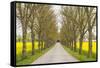 Sweden, Gotland Island, Romakloster, country road with yellow springtime flowers-Walter Bibikow-Framed Stretched Canvas