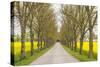 Sweden, Gotland Island, Romakloster, country road with yellow springtime flowers-Walter Bibikow-Stretched Canvas