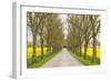 Sweden, Gotland Island, Romakloster, country road with yellow springtime flowers-Walter Bibikow-Framed Photographic Print