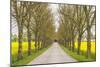 Sweden, Gotland Island, Romakloster, country road with yellow springtime flowers-Walter Bibikow-Mounted Photographic Print