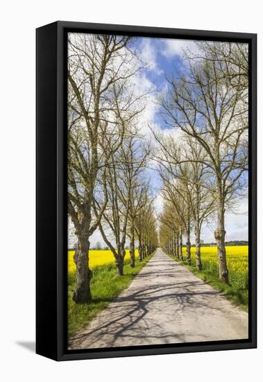 Sweden, Gotland Island, Romakloster, country road with yellow springtime flowers-Walter Bibikow-Framed Stretched Canvas
